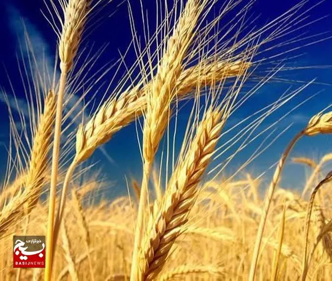 آغاز خرید گندم از کشاورزان خراسان رضوی