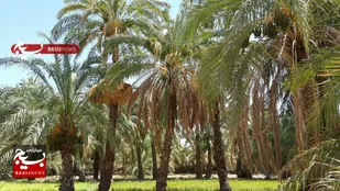 تاکید بر ضرورت حمایت از نخلداران