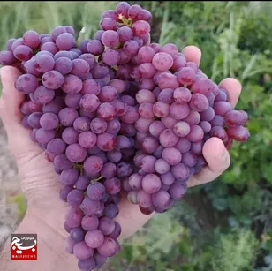 پیش‌بینی برداشت ۳۶۰۰ تن انگور یاقوتی در خلیل‌آباد