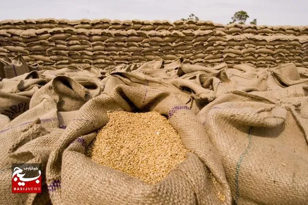 آمادگی مراکز خرید هندیجان برای خرید تضمینی گندم