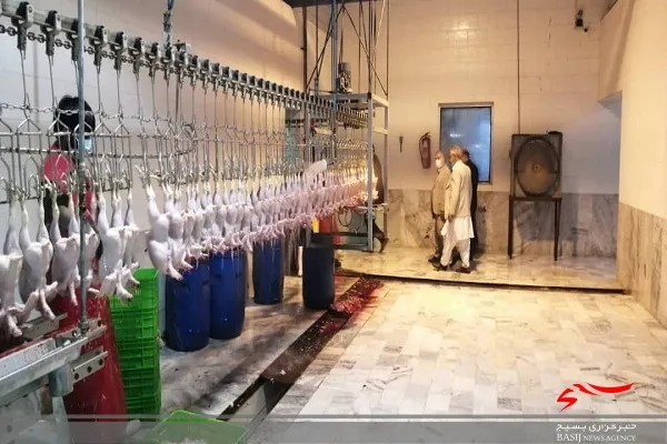 بزودی ساخت ١٧ واحد صنعتی پرورش مرغ گوشتی در ایرانشهر آغاز می‌شود