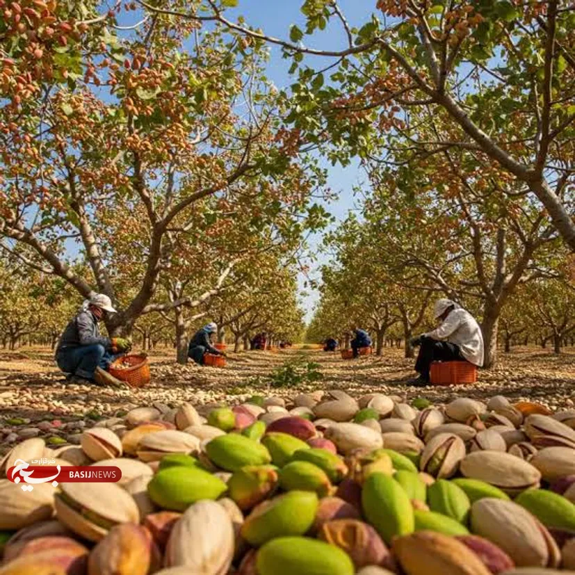 آغاز زودهنگام برداشت پسته در زرندیه؛ پیش‌بینی افزایش ۱۰ درصدی تولید استان مرکزی