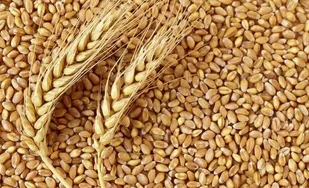 نرخ خرید تضمینی گندم برای سال زراعی جدید ابلاغ شد