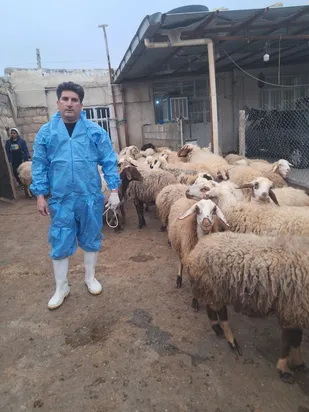 واکسیناسیون ۱۵۰۰ رأس دام در کوهدشت به همت گروه جهادی شهید جهان آرا