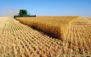 افزایش سطح زیر کشت گندم دیم در جلگه رخ تربت حیدریه