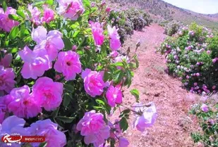 قطب جدید اقتصاد مقاومتی در روستای شنازند