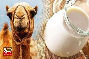شیرخشک شترهای سیستان و بلوچستان راهی بازار مصرف چین و امارات شد