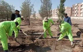 درختکاری برای مقابله با ریزگردها روش مناسبی نیست
