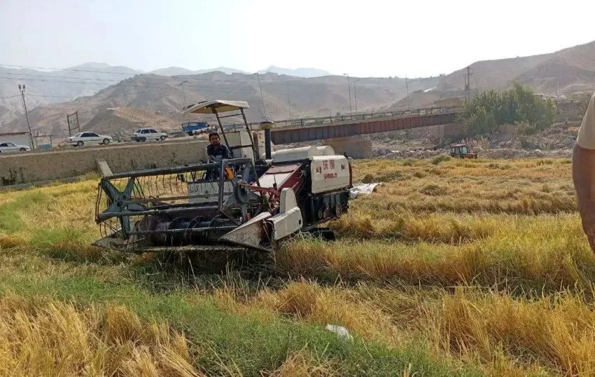 شالیزار