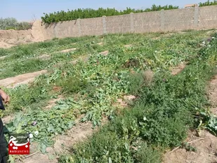 انهدام ۱۴ هزار بوته خشخاش در شاهرود طی دو هفته