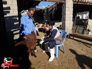 واکسیناسیون رایگان دام های مناطق محروم روستایی و عشایری به مناسبت دهه فجر در رامشیر