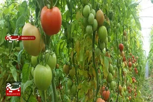 هزار و ۵۰۰ تن محصولات گلخانه&zwnj;ای خاش به خارج کشور صادر شد
