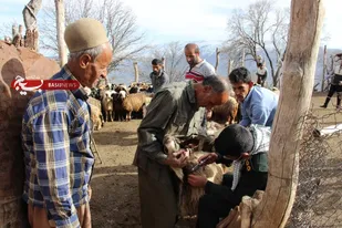 خدمات رسانی جهادی بسیج جامعه کشاورزی سپاه فتح در مناطق دور افتاده /۲۰۰۰ راَس دام در روستای نده واکسینه شدند
