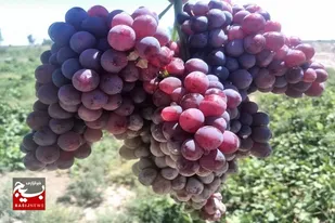 آغاز برداشت انگور یاقوتی در سیستان و بلوچستان