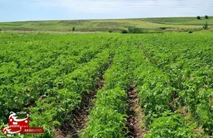 شیوع بیماری سفیدک دروغین در مزارع سیب زمینی استان اردبیل