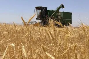 پر باری خوشه&zwnj;های زرین گندم به همت بسیج جامعه کشاورزی