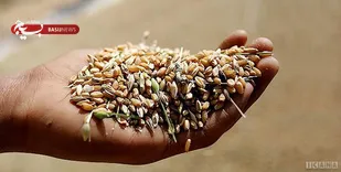 قیمت تمام شده تولید هر کیلوگرم گندم ۵ هزار تومان است