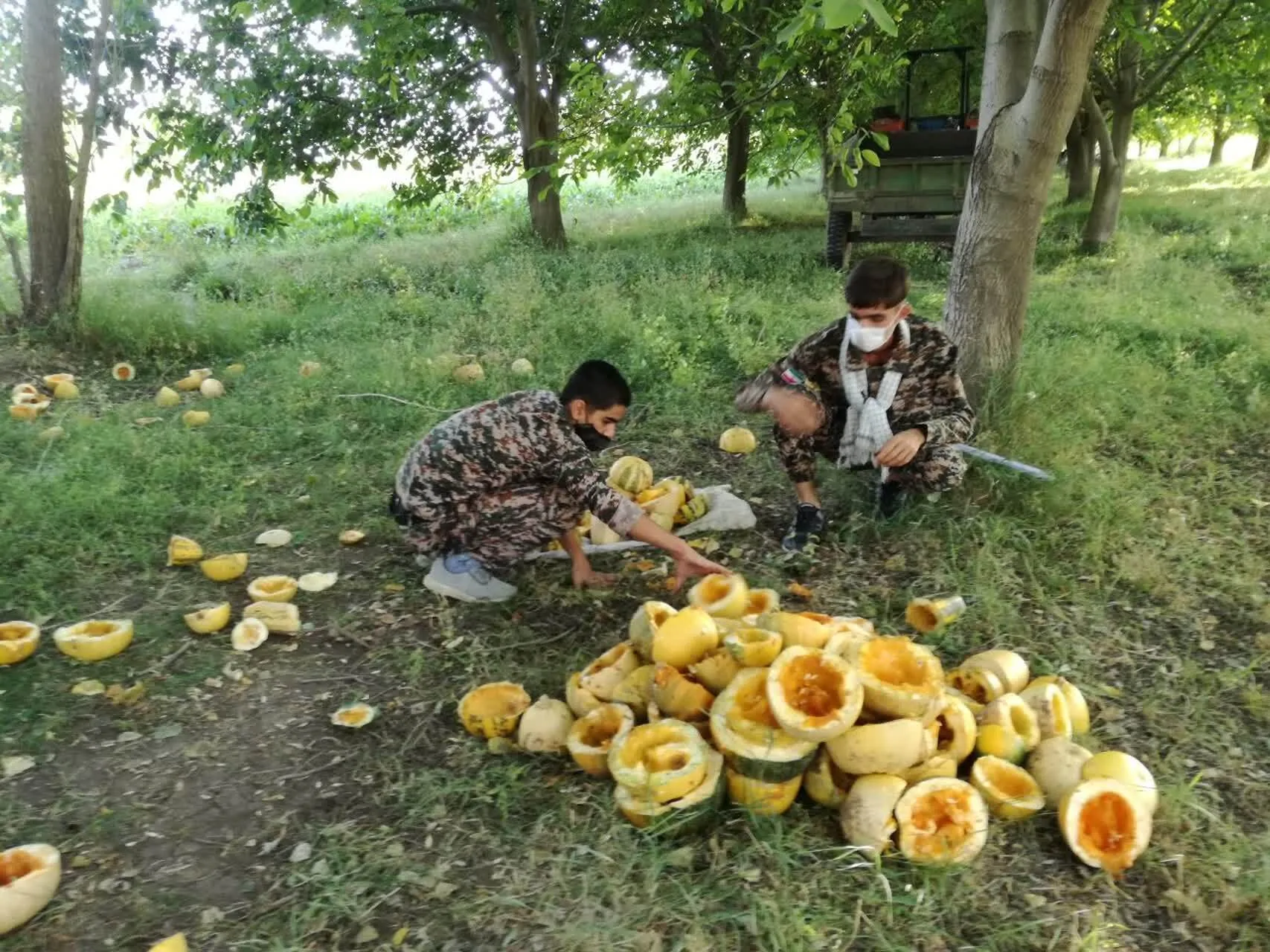 طرح جمع آوری ضایعات محصولات باغی و کشاورزی جهت استفاده دامی