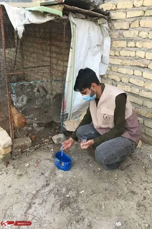 واکسیناسیون بیش از ۳۰هزارقطعه پرنده خانگی در برابر بیماری نیوکاسل