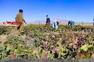 سبزی&zwnj;های معطر خاش تزئین سفره افطاری روزه داران سیستان و بلوچستان