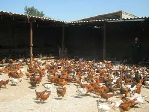 همت بلند کارآفرین اسدآبادی در میدان اقتصاد مقاومتی