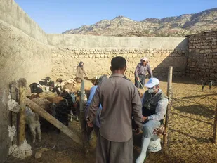 واکسیناسیون بیش از ۵ هزار رأس دام