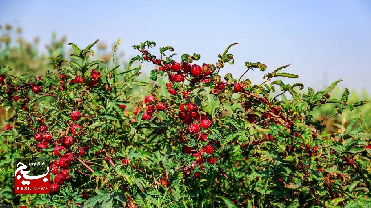 رشد ۳.۵ درصدی کشت چای ترش در خوزستان