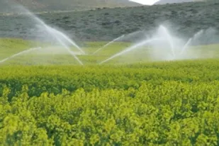 رونق 50 هزار هکتار از اراضی ایلام در دوران تحریم