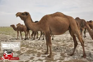 سیستان و بلوچستان دارای بیش&zwnj;از سه میلیون جمعیت دامی است