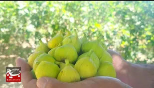 بردسکن، قطب نخست تولید انجیر در خراسان رضوی