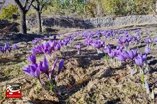 &nbsp;کاهش ۳۵ درصدی تولید زعفران در گناباد