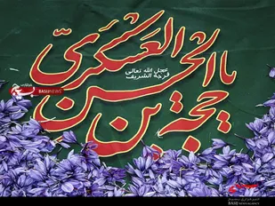 برداشت زعفران در هشجین