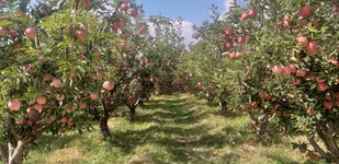 پیش&zwnj;بینی برداشت بیش از ۳۶ هزار تن سیب در باغات شاهرود