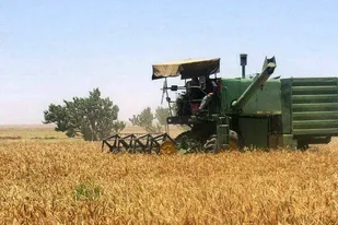 برداشت گندم از ۵۰ هزار هکتار اراضی دیم مراغه آغاز شد