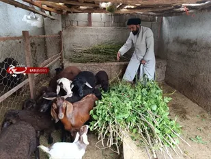 دامداری در کنار کار تبلیغ
