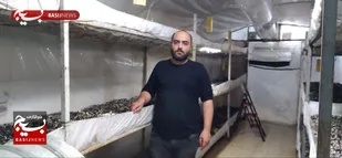 ۶هزار کیلو افزایش تولید قارچ در شهرستان چهارباغ / شهرستان چهارباغ می&zwnj;تواند به قطب تولید قارچ در کشور تبدیل شود