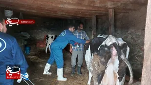 رزمایش جهادی واکسیناسیون سراسری دام و طیور در هزارجریب بهشهر + تصاویر