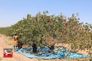 برداشت بیش از ۲ هزار و ۵۰۰ تن پسته از سطح باغات شهرستان تایباد