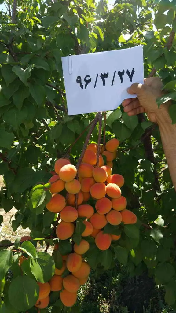 شناسایی مقاومت کامل به سرمازدگی ارقام خارجی زردآلو