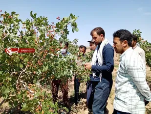 برگزاری کلاس آموزشی رسته پسته در باغات روستای احمدآباد بیارجمند
