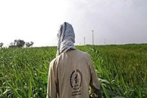 رزمایش هوشمندسازی کشاورزی با شروع فصل زراعی جدید در فارس