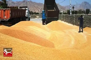 خرید گندم در سیستان و بلوچستان به مرز ۹۵۰۰تن رسید