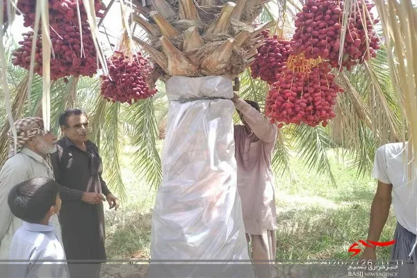 مبارزه با آفت سوسک سرخرطومی در نخلستان‌های سیستان و بلوچستان انجام شد
