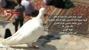 رونمایی سرود کبوتر حرم در شاهرود+ فیلم