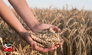خرید گندم در خوزستان از یک میلیون و ۴۰۰ هزار تن گذشت