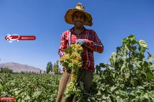 آغاز برداشت انگور از تاکستان&zwnj;های خنداب، قطب تولید انگور استان مرکزی