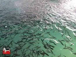 رهاسازی بیش از ۵ هزار قطعه بچه ماهی در رودخانه دز