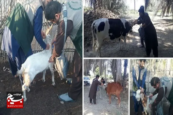 آغاز طرح ملی واکسیناسیون رایگان دام و طیور در کنارک