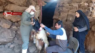 واکسیناسیون۳۰ هزار راس دام سبک و سنگین به همت بسیج در باشت