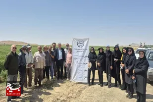 بازدید مزرعه گندم در راستای طرح پتانسیل عملکرد گندم